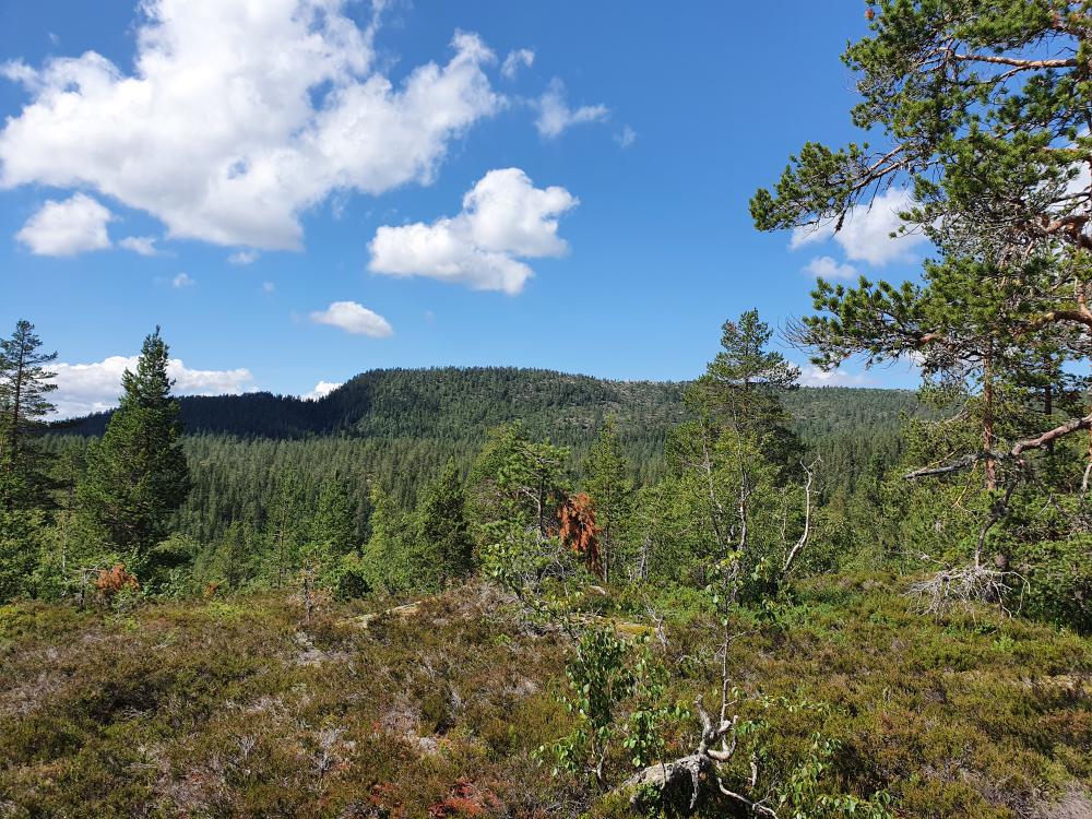 Ut å utforske området