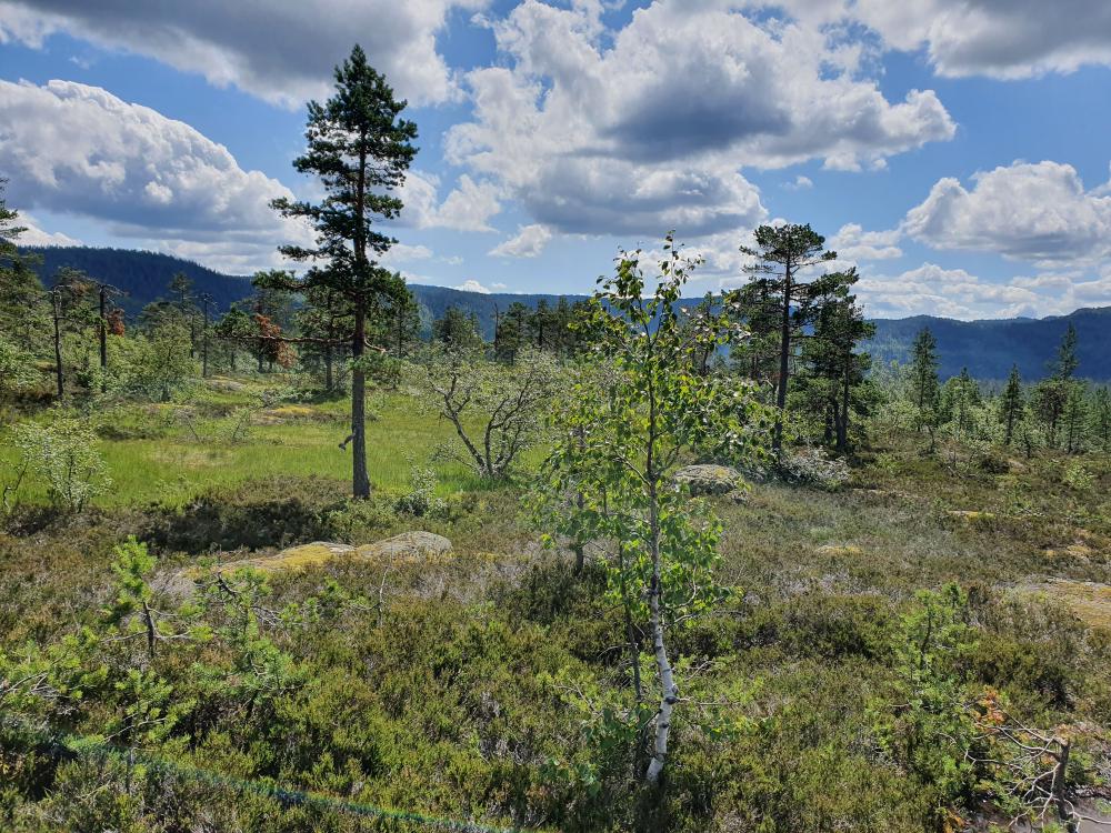 Fin natur