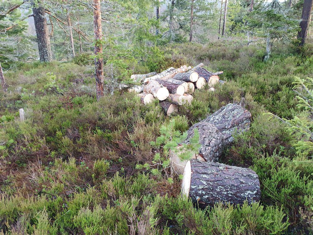 Fremtidig ved