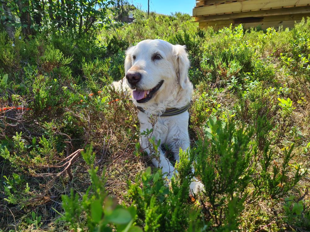 Vincent i lyngen